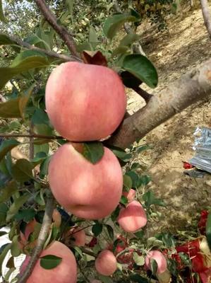 洛川苹果 甜蜜出口20多国，品牌价值近百亿的秘密