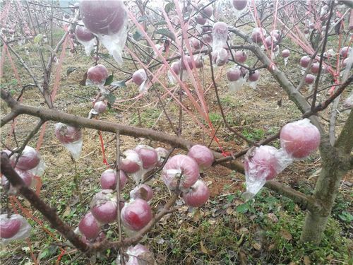 研产结合见成效 天泰农业宣威苹果种植基地谱写丰收新篇章